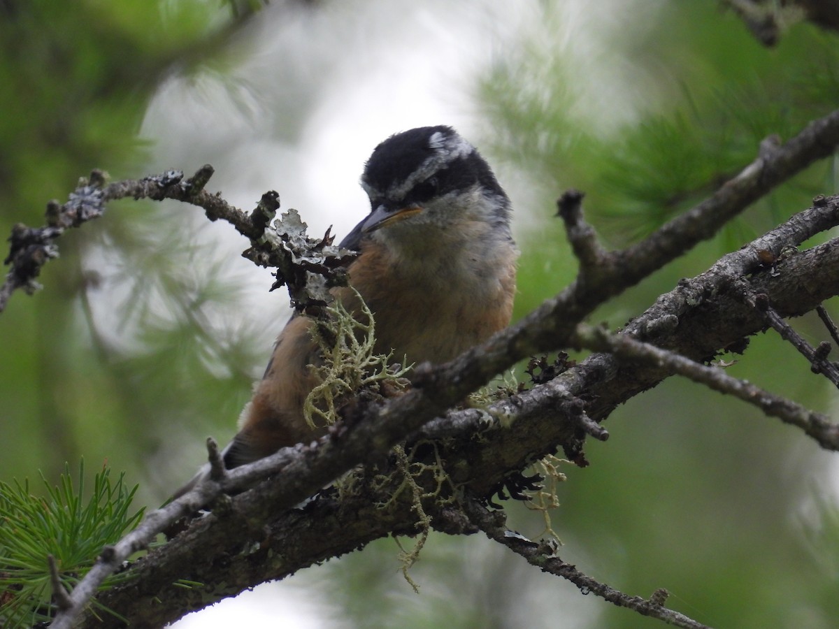 Red-breasted Nuthatch - ML622618952