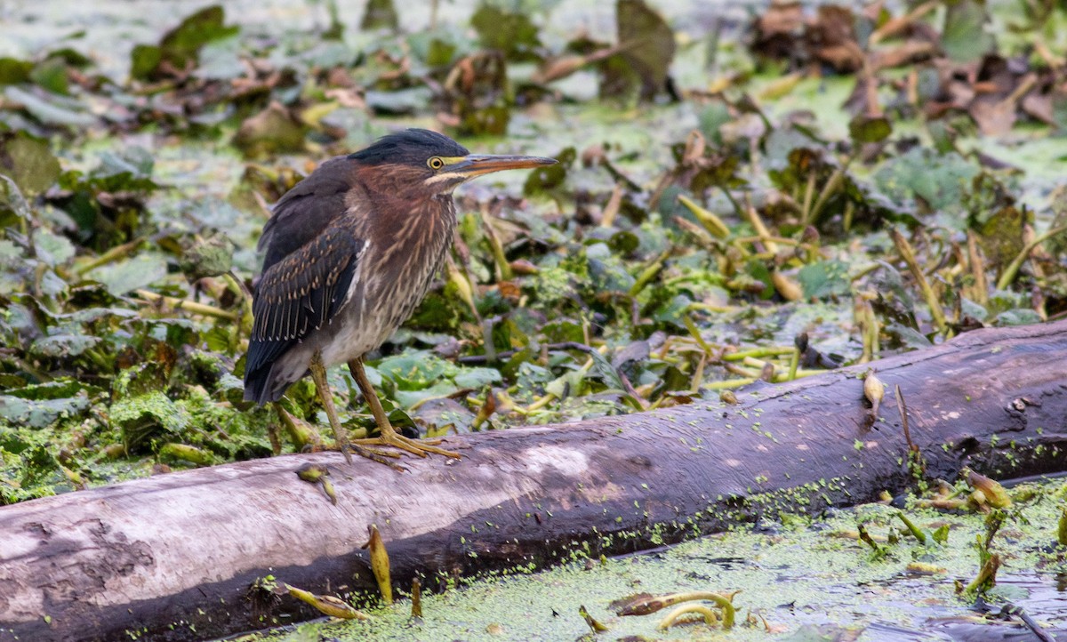 Green Heron - ML622618959