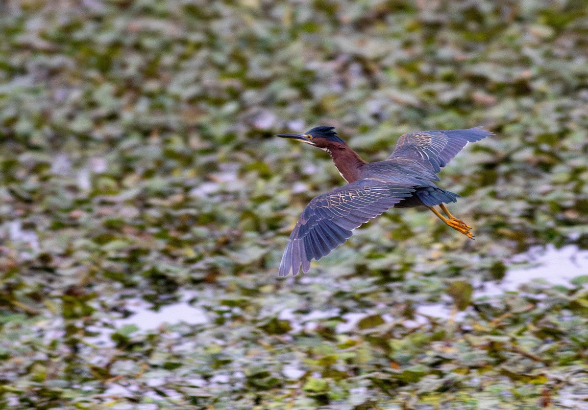 Green Heron - ML622618960