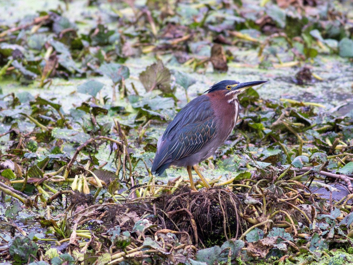 Green Heron - ML622618961