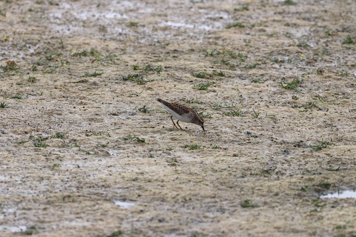 Least Sandpiper - ML622618991