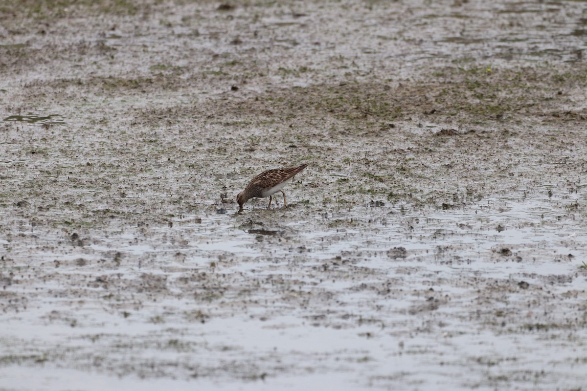 Wiesenstrandläufer - ML622618993