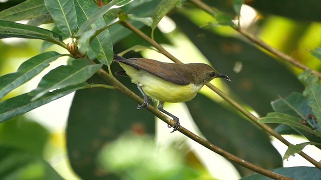 Purple-rumped Sunbird - ML622618997