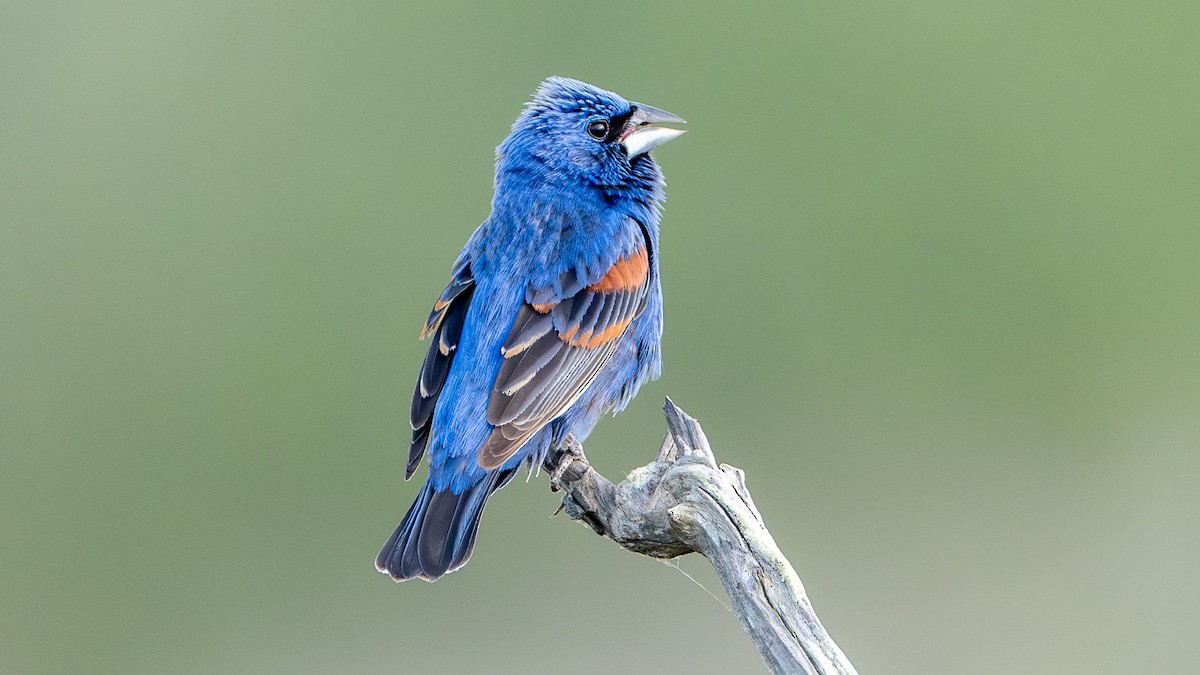 Blue Grosbeak - ML622619015