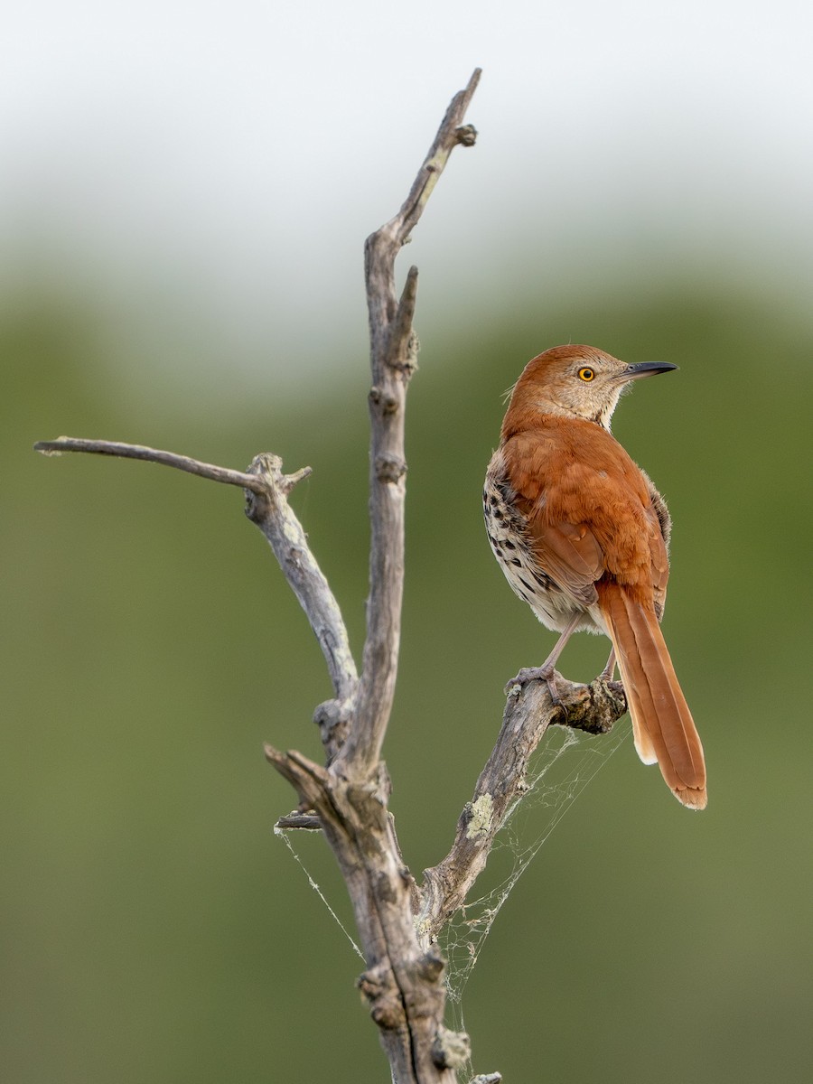 Brown Thrasher - ML622619018