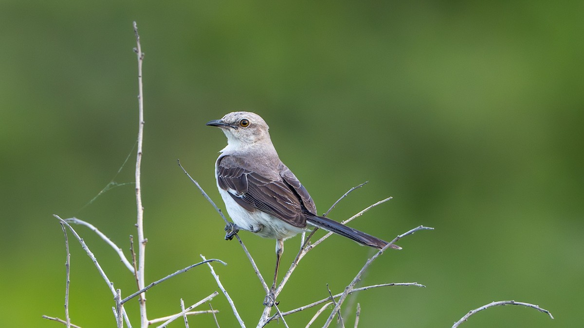 Northern Mockingbird - ML622619020