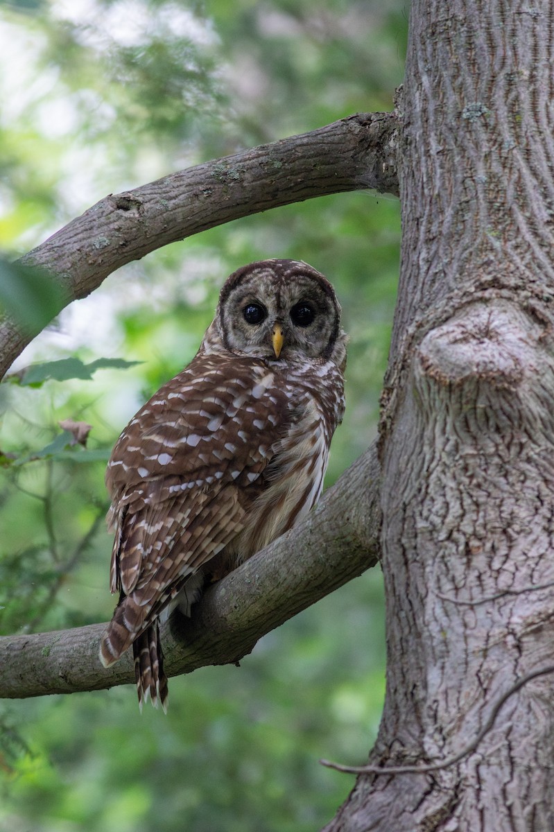 Barred Owl - ML622619031