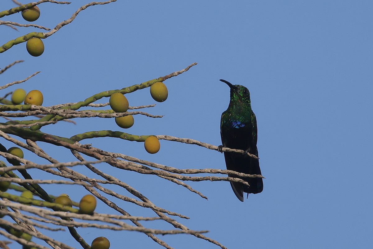 Green-throated Carib - ML622619079