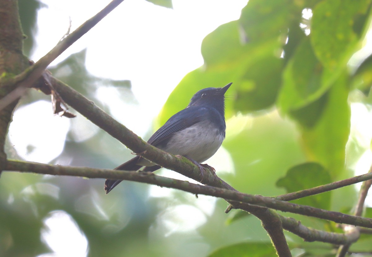 White-bellied Blue Flycatcher - ML622619122