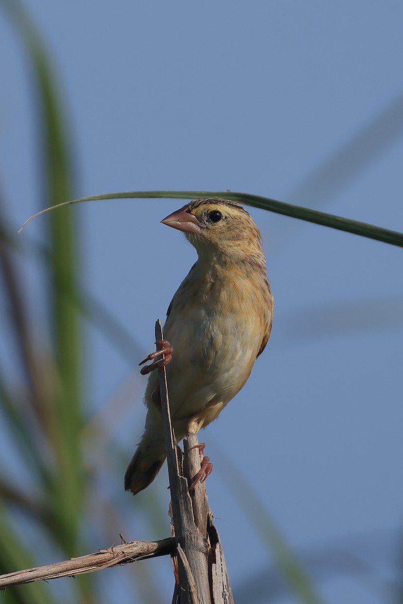 Northern Red Bishop - ML622619138