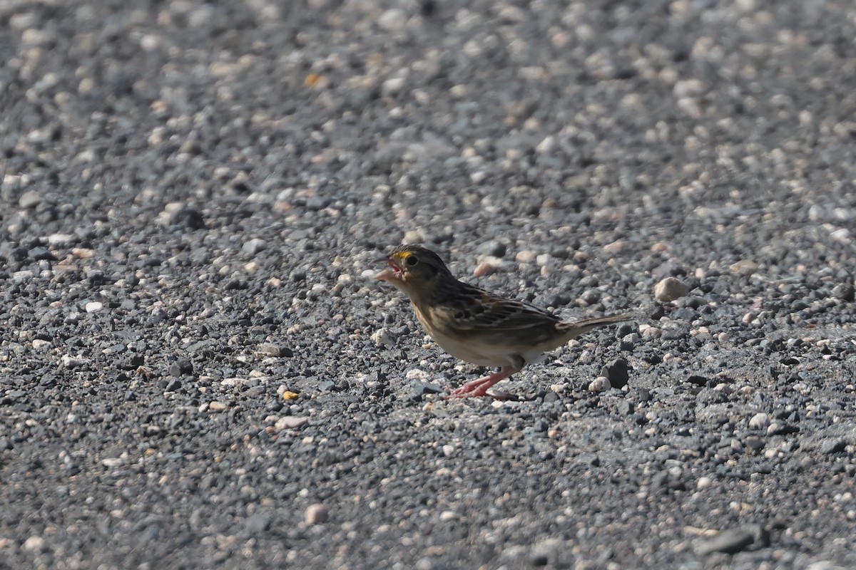 Grasshopper Sparrow - ML622619156