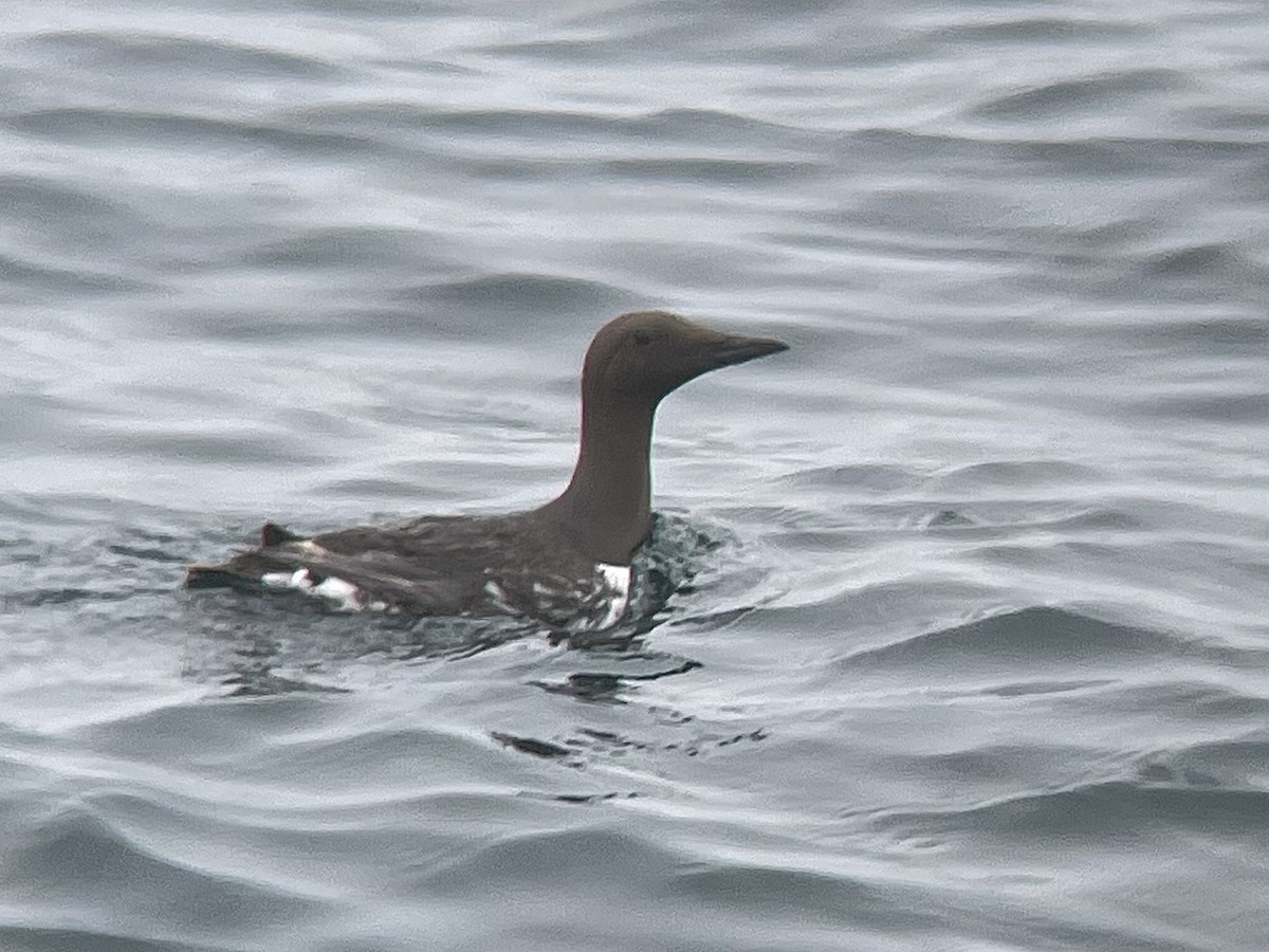 Common Murre - ML622619196
