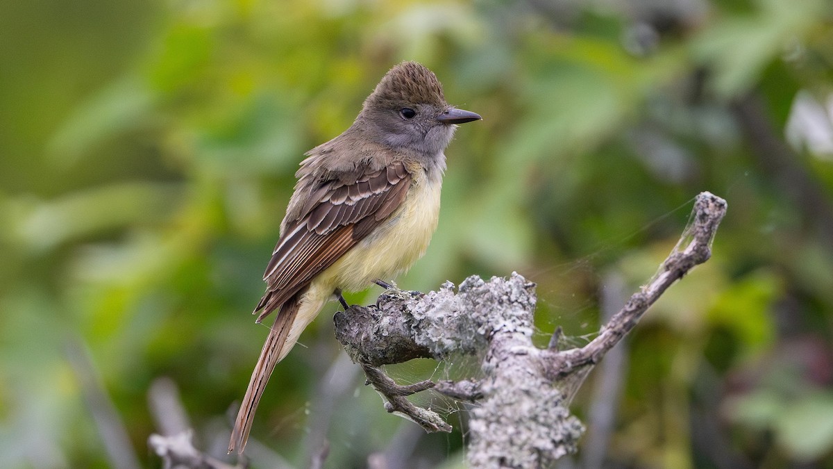 Great Crested Flycatcher - ML622619205