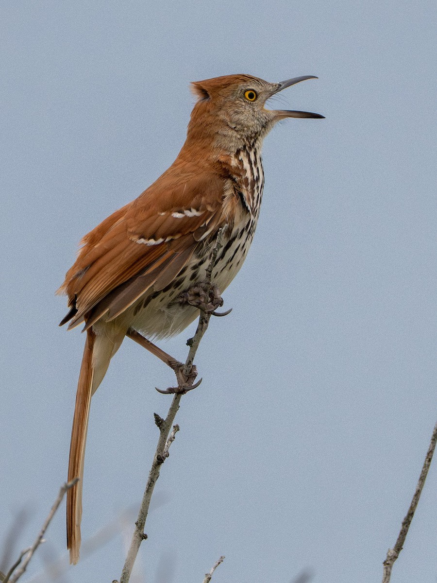 Brown Thrasher - ML622619212