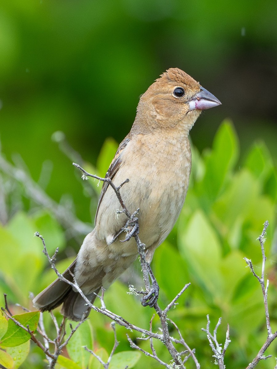 Blue Grosbeak - ML622619227