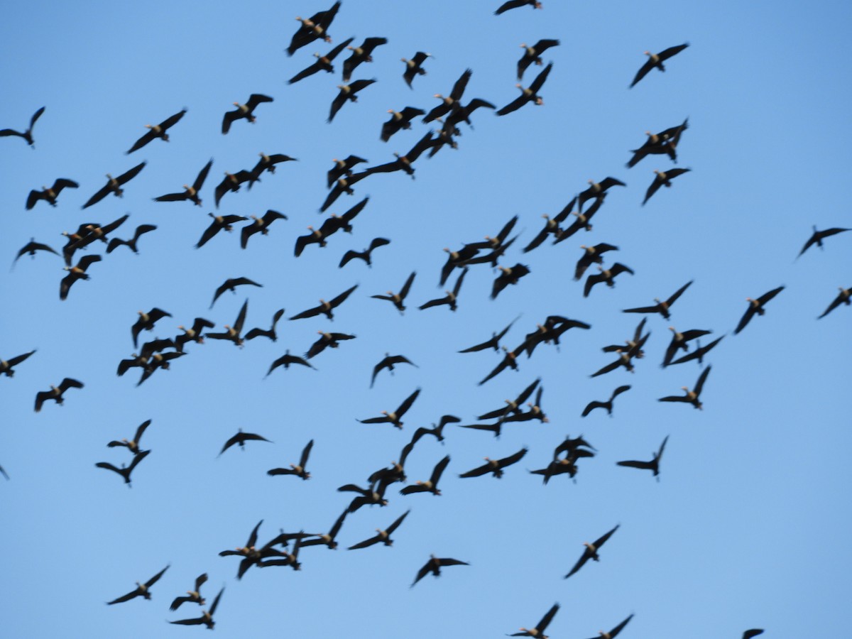 Black-bellied Whistling-Duck - ML622619362