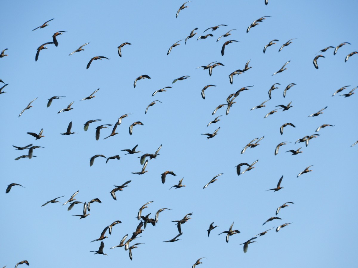 Black-bellied Whistling-Duck - ML622619363