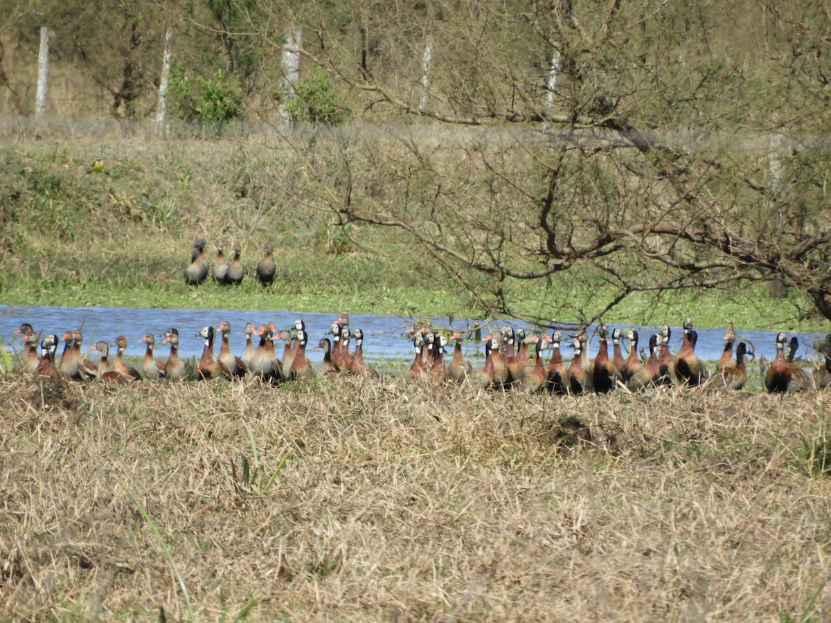 Black-bellied Whistling-Duck - ML622619364