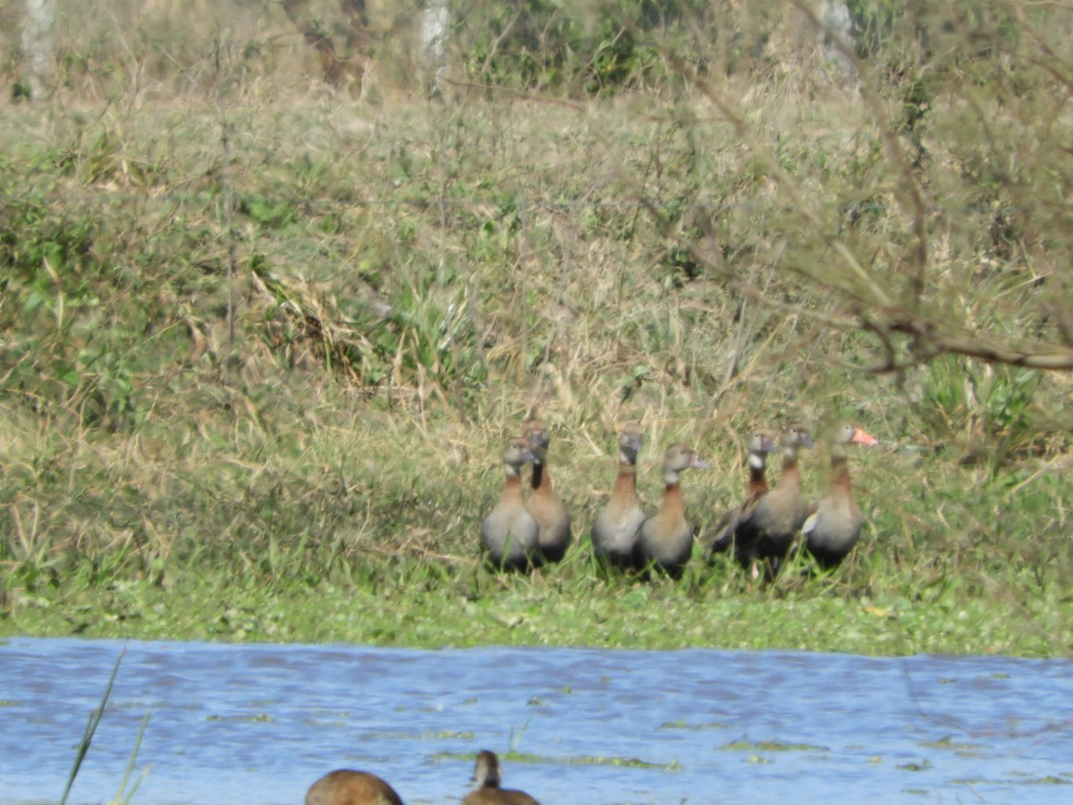 Black-bellied Whistling-Duck - ML622619365