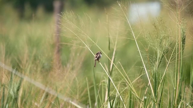 Plain Prinia - ML622619397