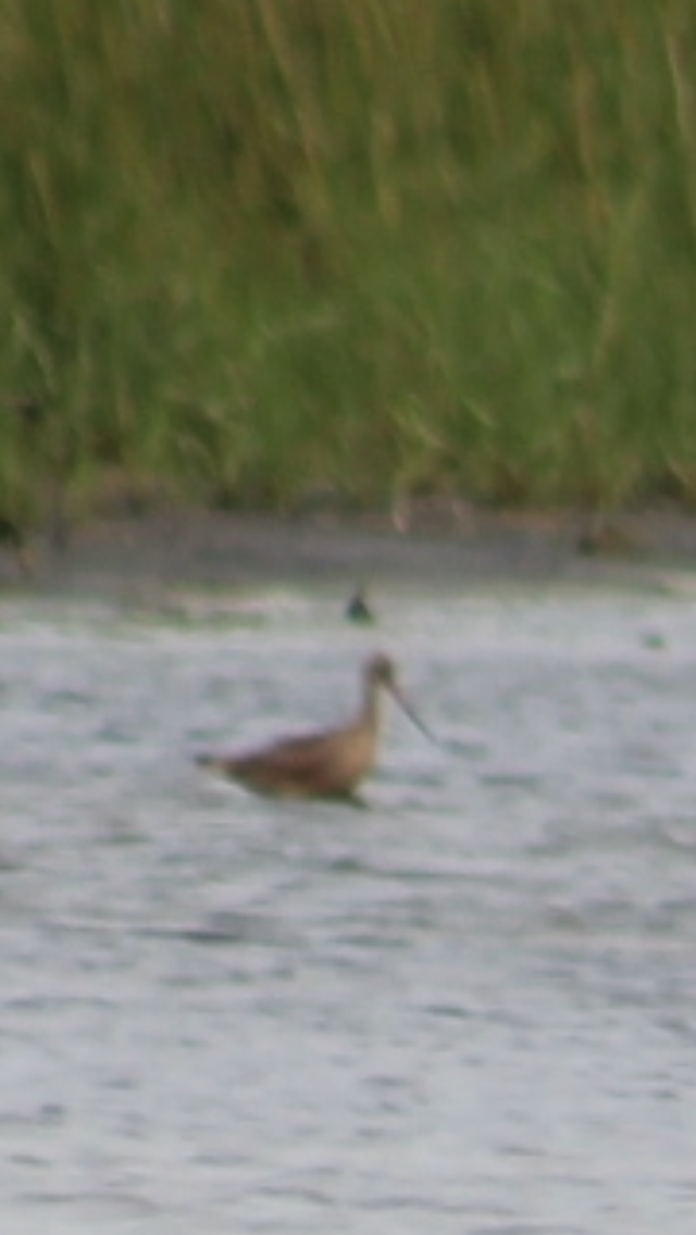 Marbled Godwit - ML622619409