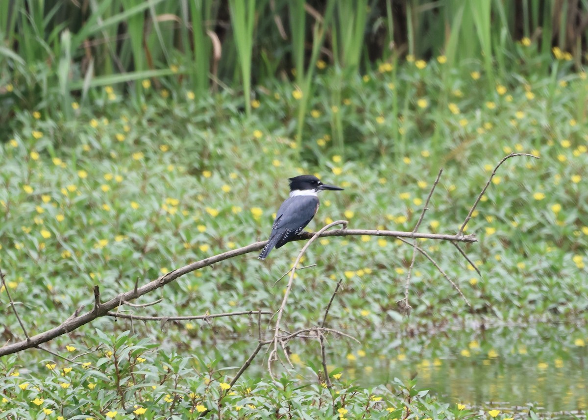 Belted Kingfisher - ML622619436