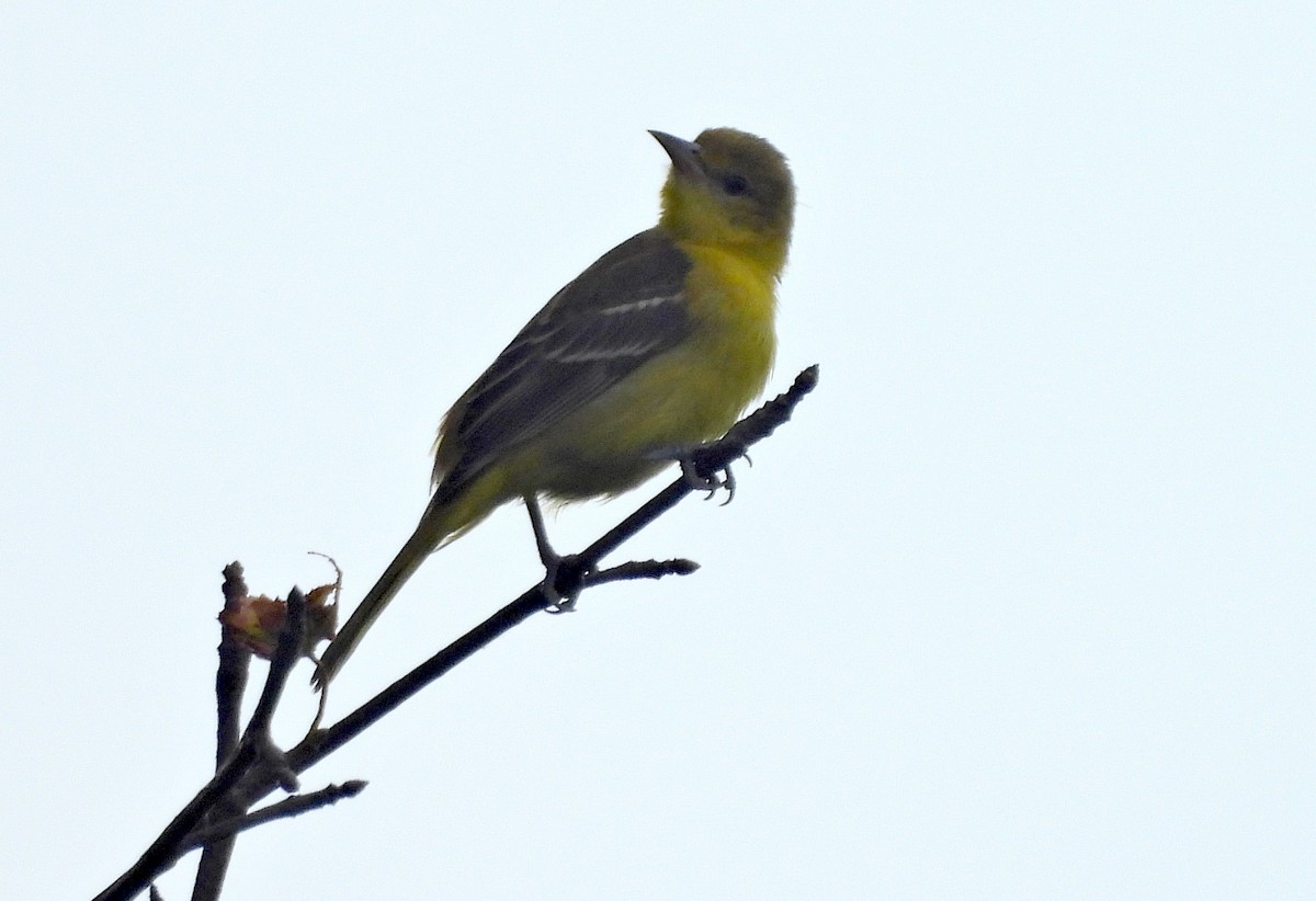 Orchard Oriole - ML622619438