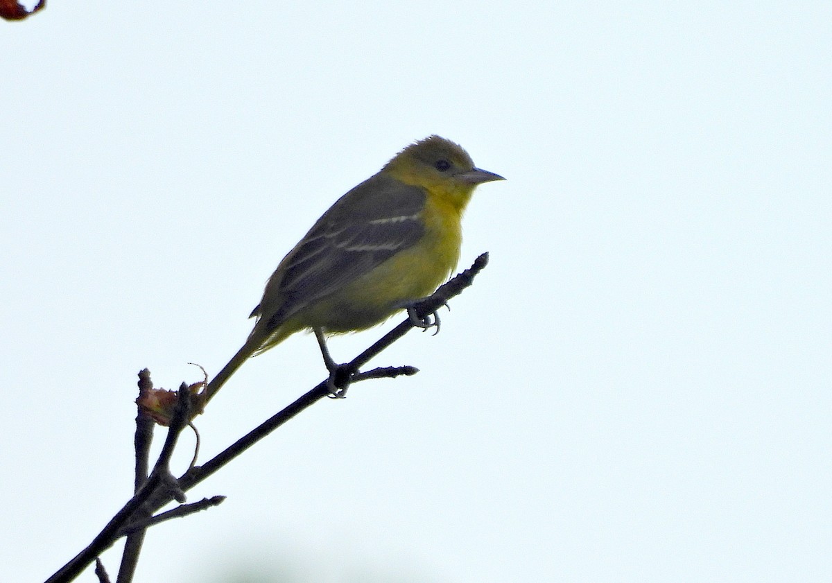Orchard Oriole - ML622619439