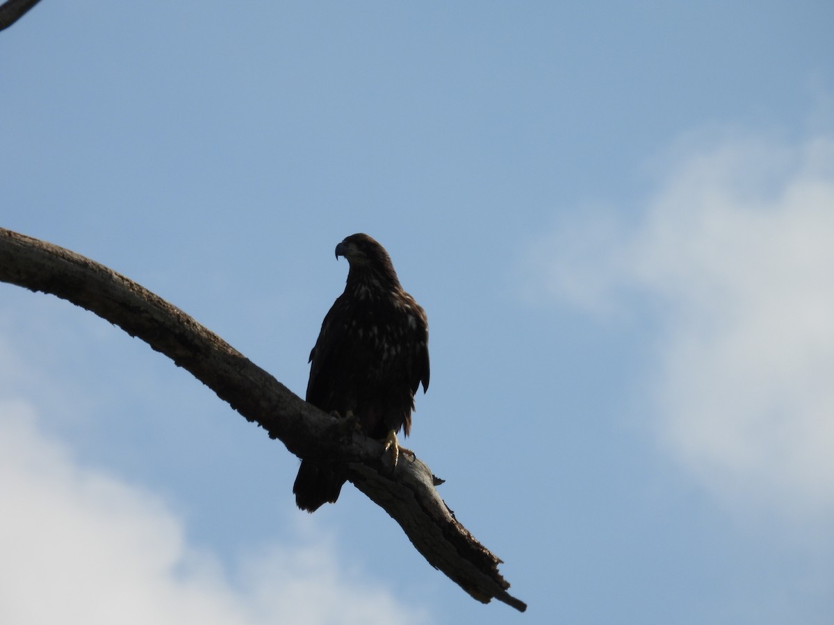 Bald Eagle - ML622619460