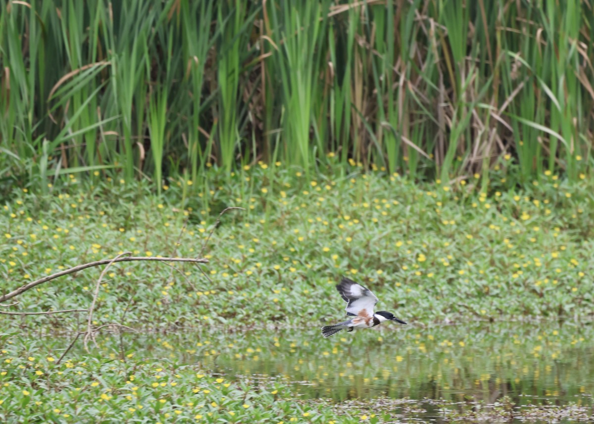 Belted Kingfisher - ML622619465