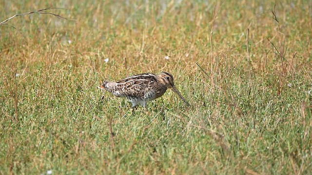 Pin-tailed Snipe - ML622619518