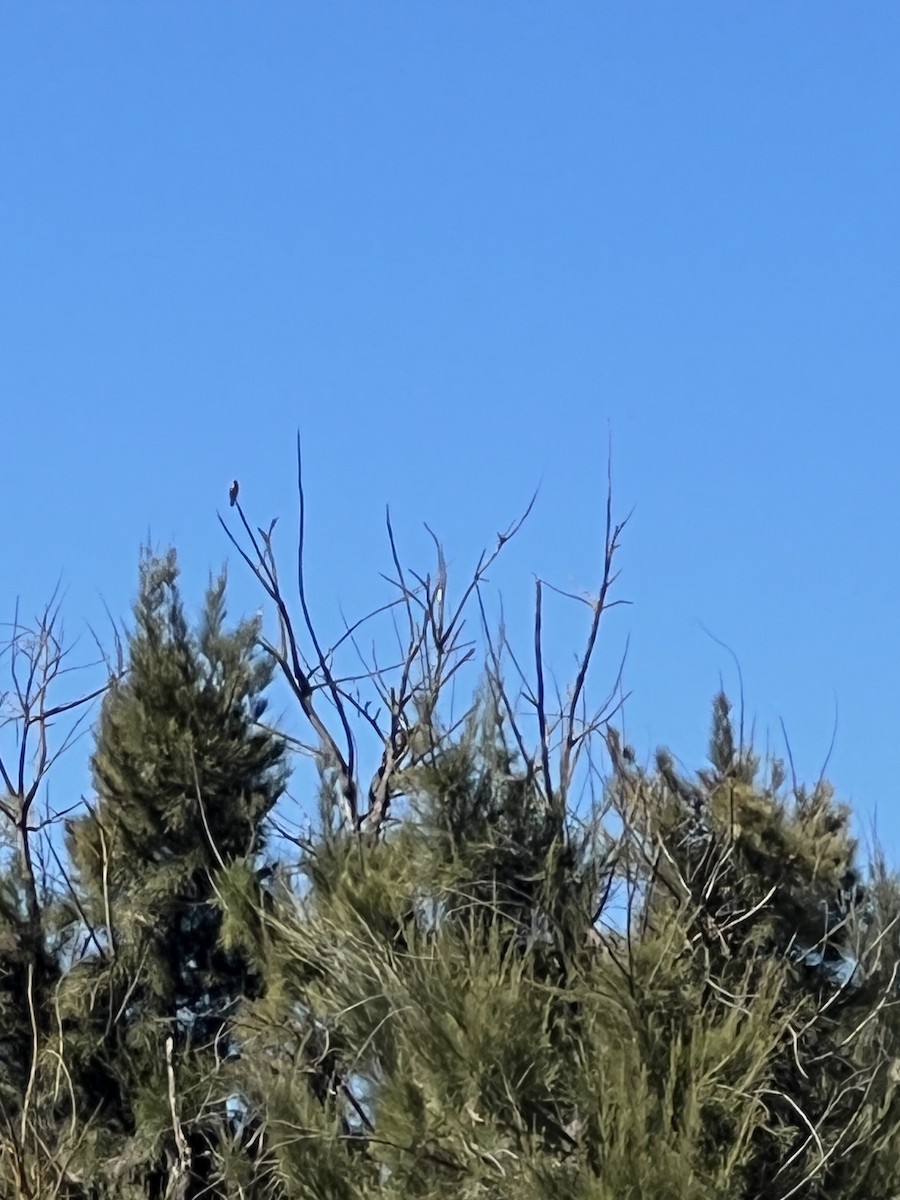 Western Tanager - ML622619535