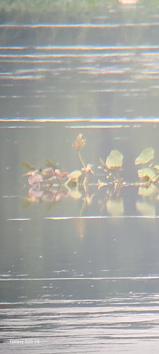 Tricolored Heron - ML622619546