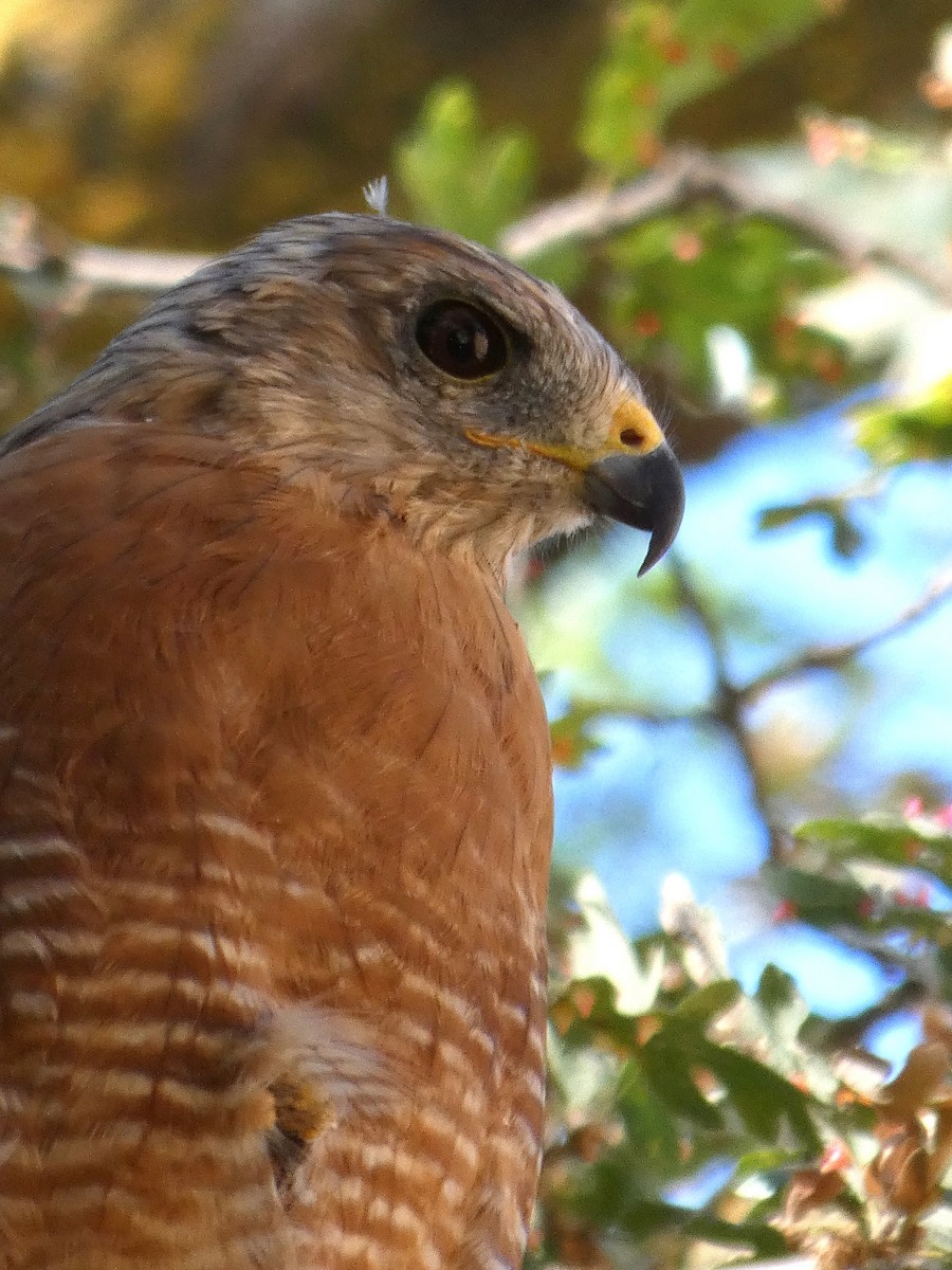 Red-shouldered Hawk - ML622619551