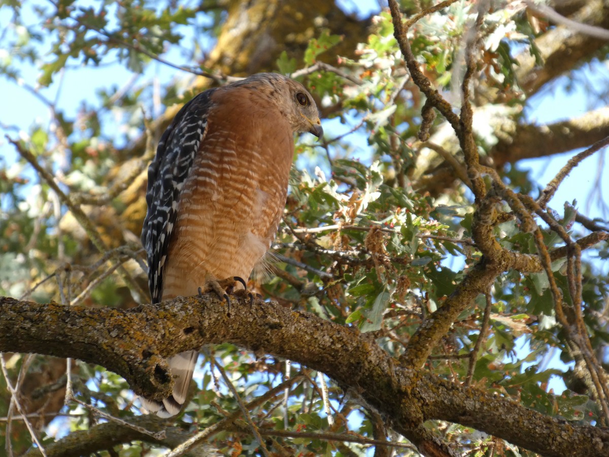 Red-shouldered Hawk - ML622619553