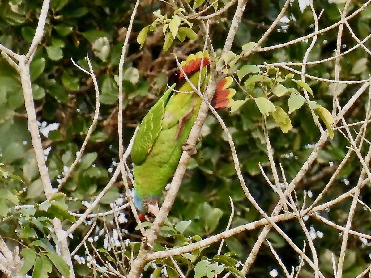 Red-tailed Parrot - ML622619569