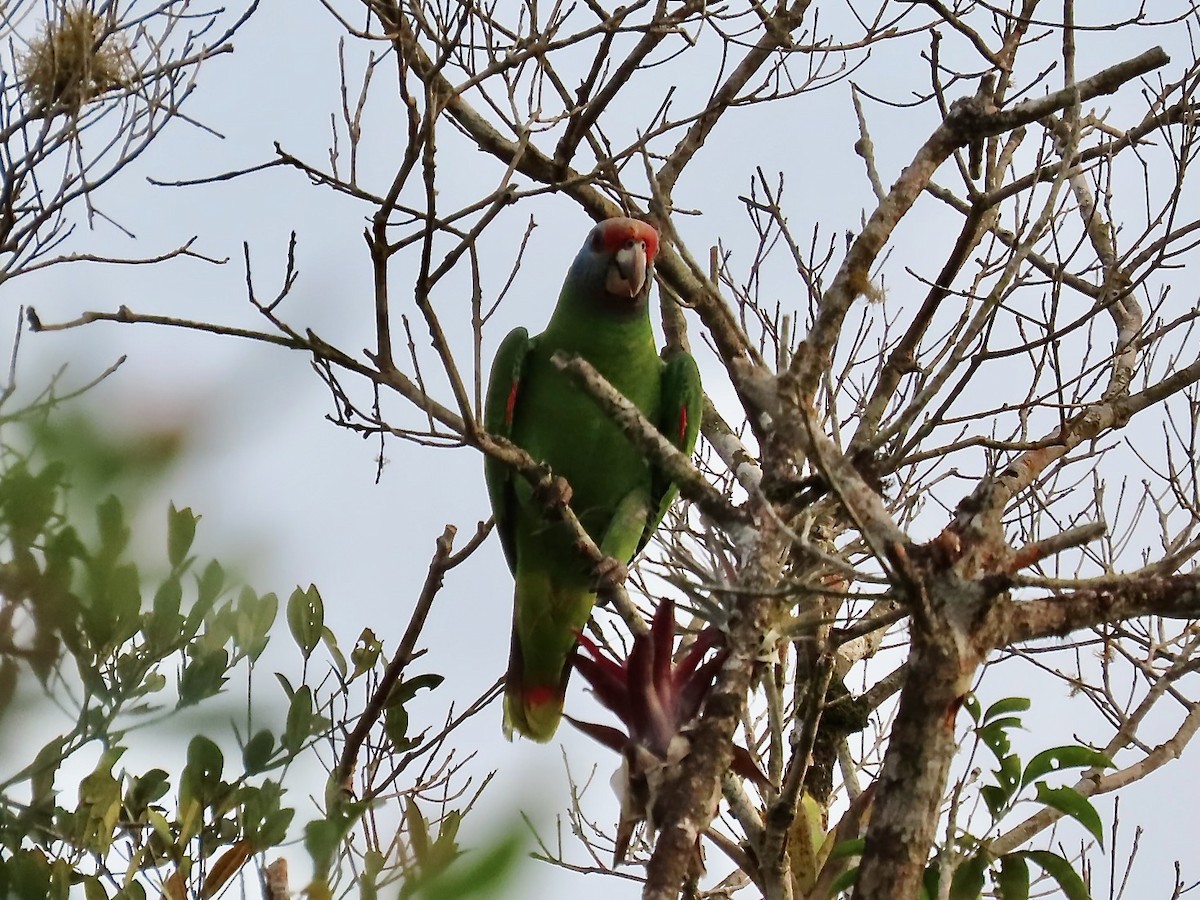 Red-tailed Parrot - ML622619582