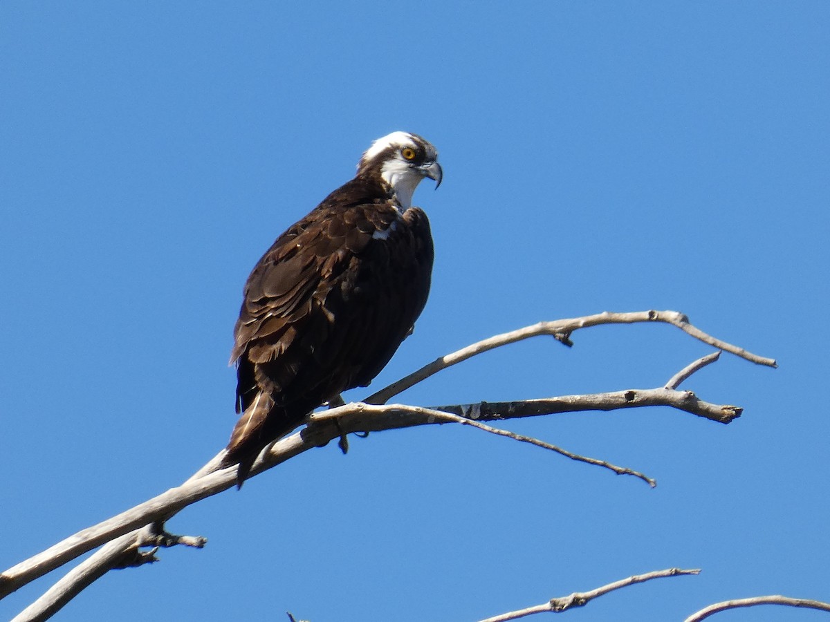 Osprey - ML622619595