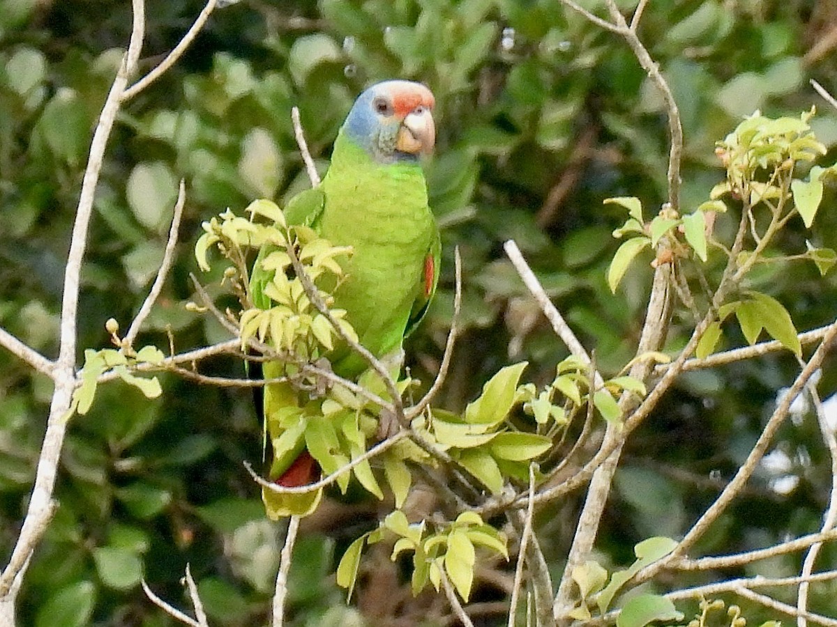 Red-tailed Parrot - ML622619607