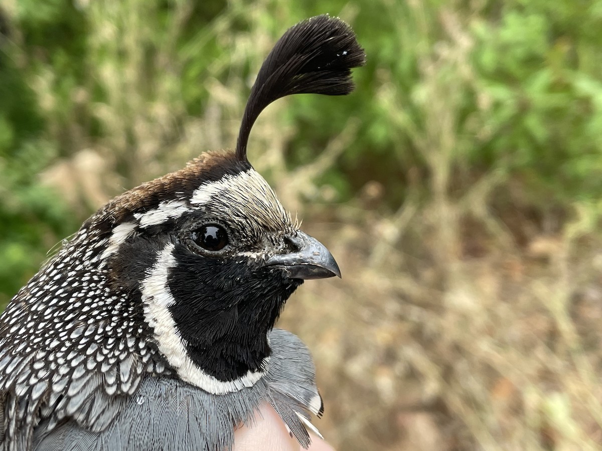 California Quail - ML622619667