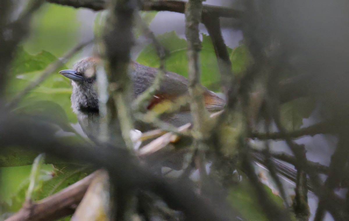 Silvery-throated Spinetail - ML622619670