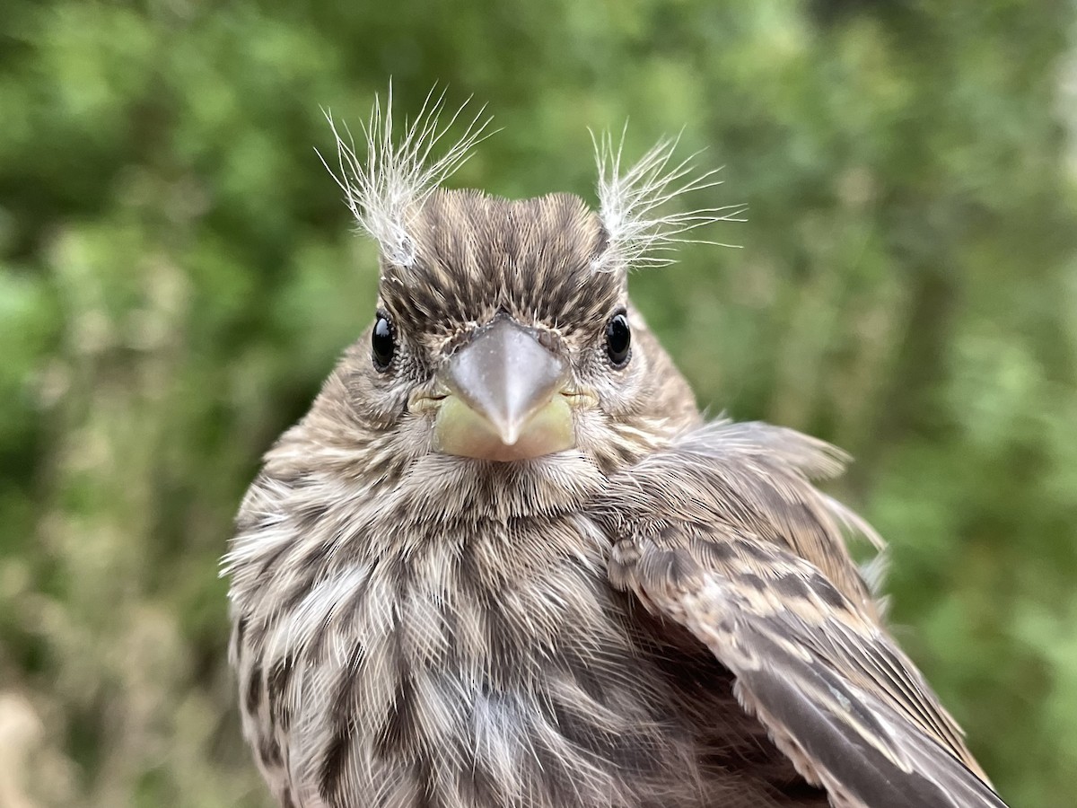 House Finch - ML622619683