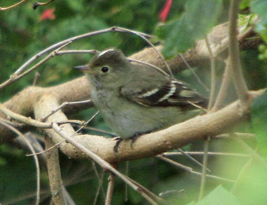 White-crested Elaenia (Chilean) - ML62261971