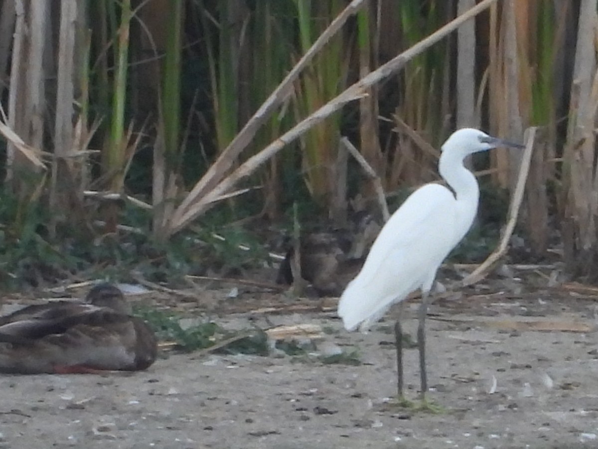 Little Egret - ML622619737