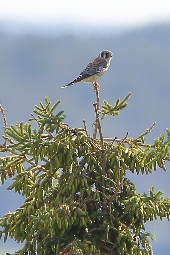 American Kestrel - ML622619746