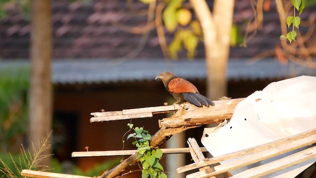 Greater Coucal - ML622619762