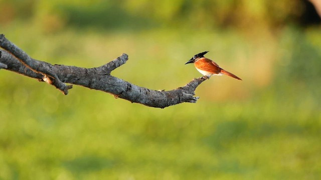 カワリサンコウチョウ - ML622619763