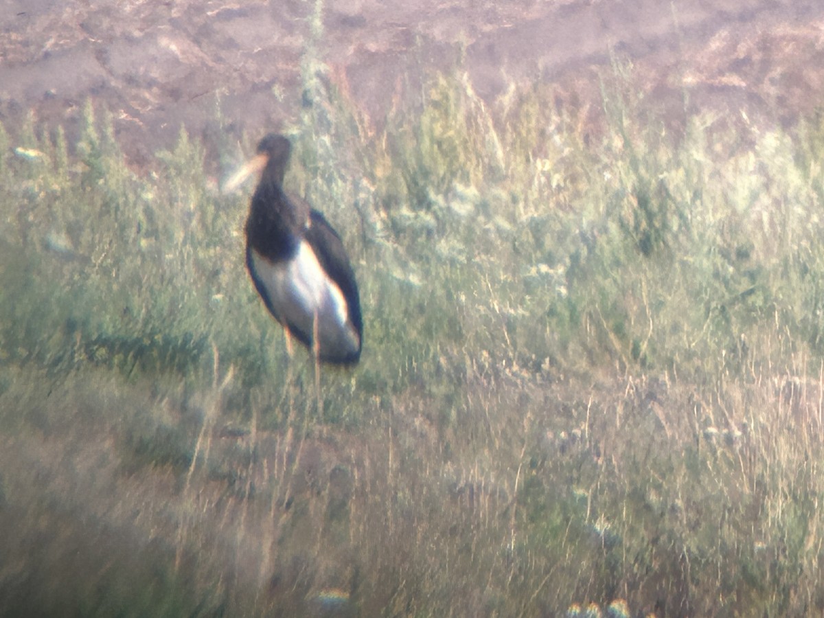 Black Stork - ML622619777