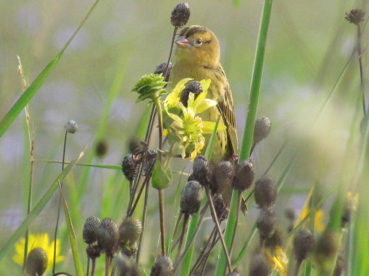 Bobolink - Keaton Schneeflock