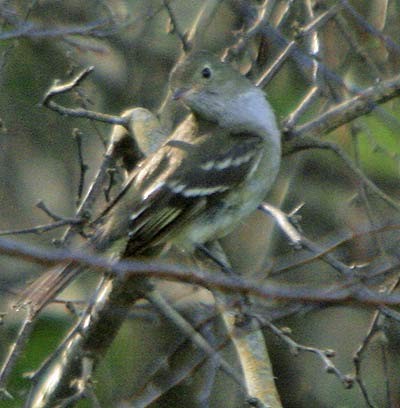 White-crested Elaenia (Chilean) - ML62261981